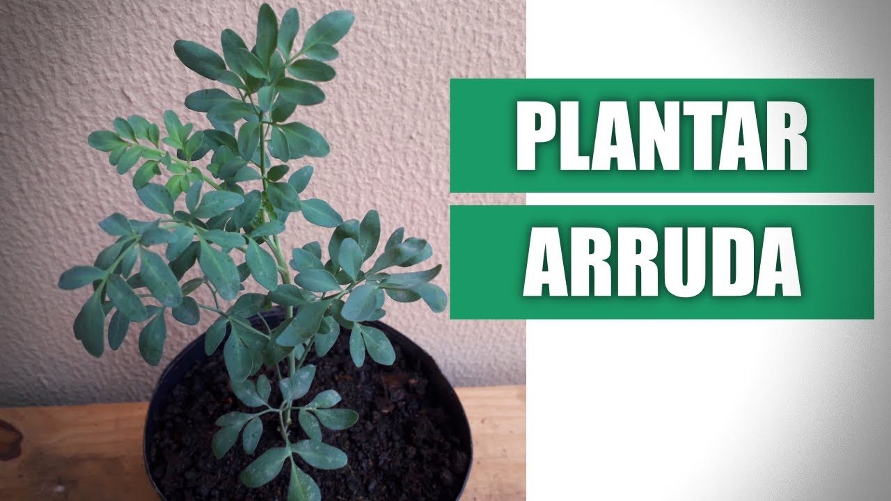 COMO PLANTAR ARRUDA EM VASO