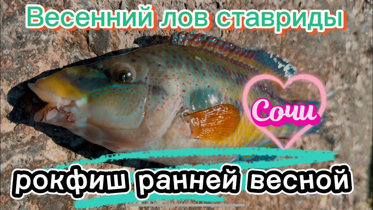 Ловля ставридки и спиннинг с берега. Рыбалка на Черном море в Сочи #рыбалка #сочи #sochi #fishing