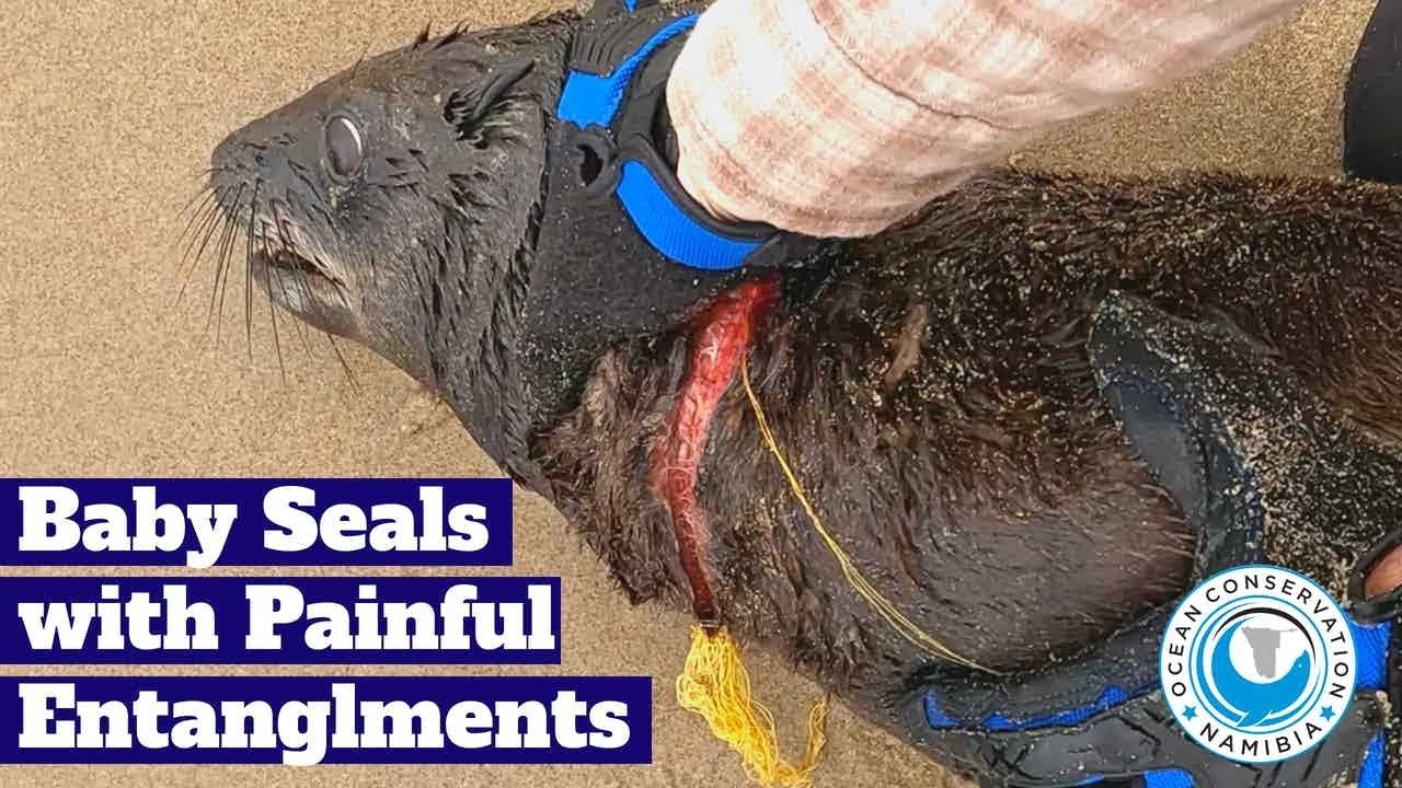 Baby Seals With Painful Entanglements
