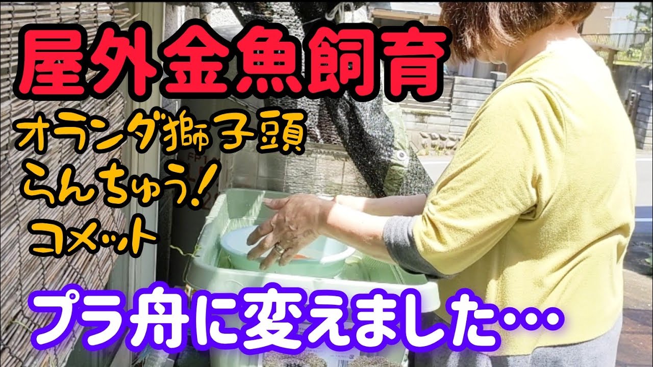 [金魚]　[屋外金魚飼育]　外の金魚達　前発泡スチロールで飼育…😝　やっとプラ舟に変えました❣　　　　1ヶ月ぶりに水換えも…　#goIdfIsh#金魚