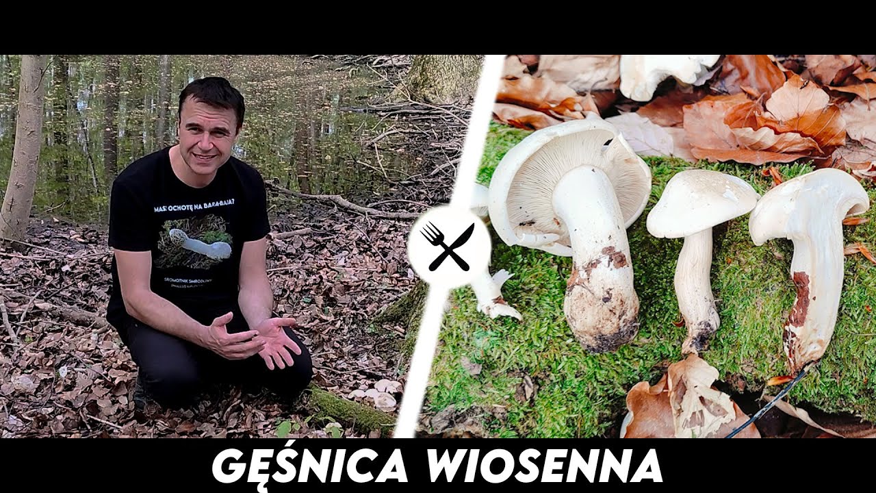 Gęśnica Wiosenna - Grzybek, kt&oacute;rego pomylenie może być bardzo kosztowne...