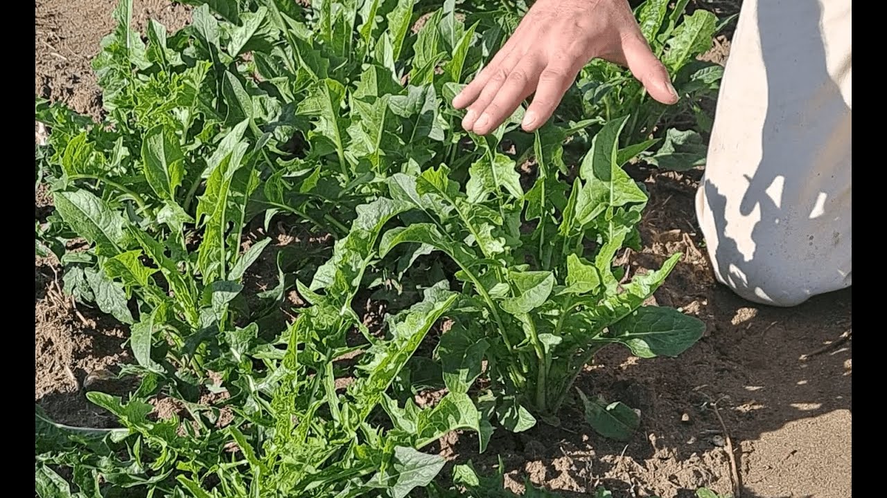 Come coltivare puntarelle nell'orto biologico