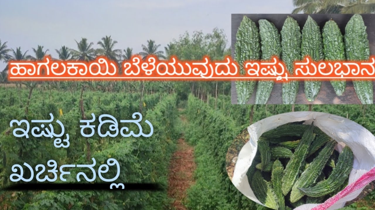 ಹಾಗಲಕಾಯಿ ಬೆಳೆಯುವುದು ಎಷ್ಟು ಸುಲಭಾನ#farming #dripirrigation #watermeloncultivation #agriculture #