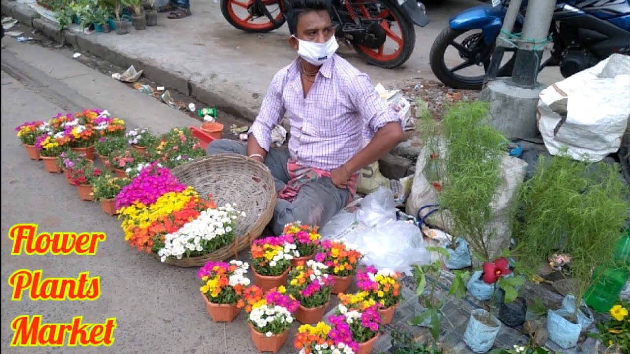 Galiff Street Flower Plants Market In Kolkata Visit || Tala Hat || Bagbazar Flower Plants Market