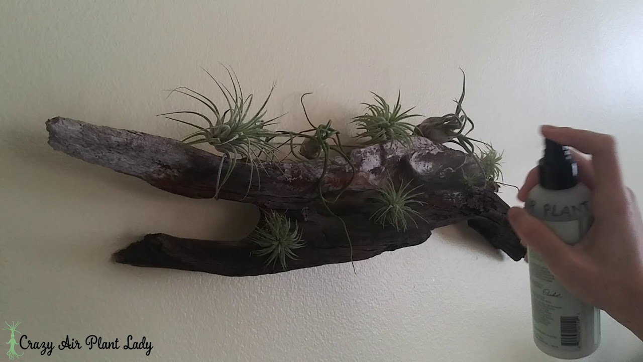 How to Water Air Plants