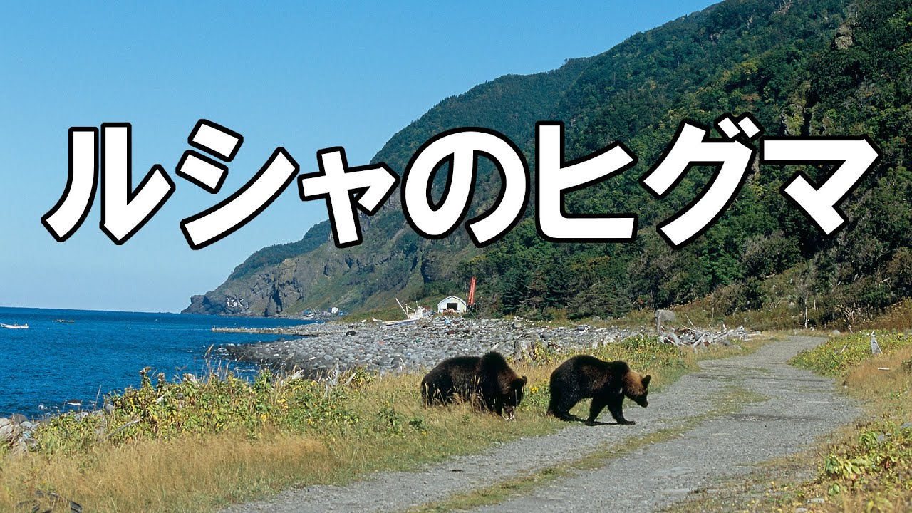 ルシャのヒグマ