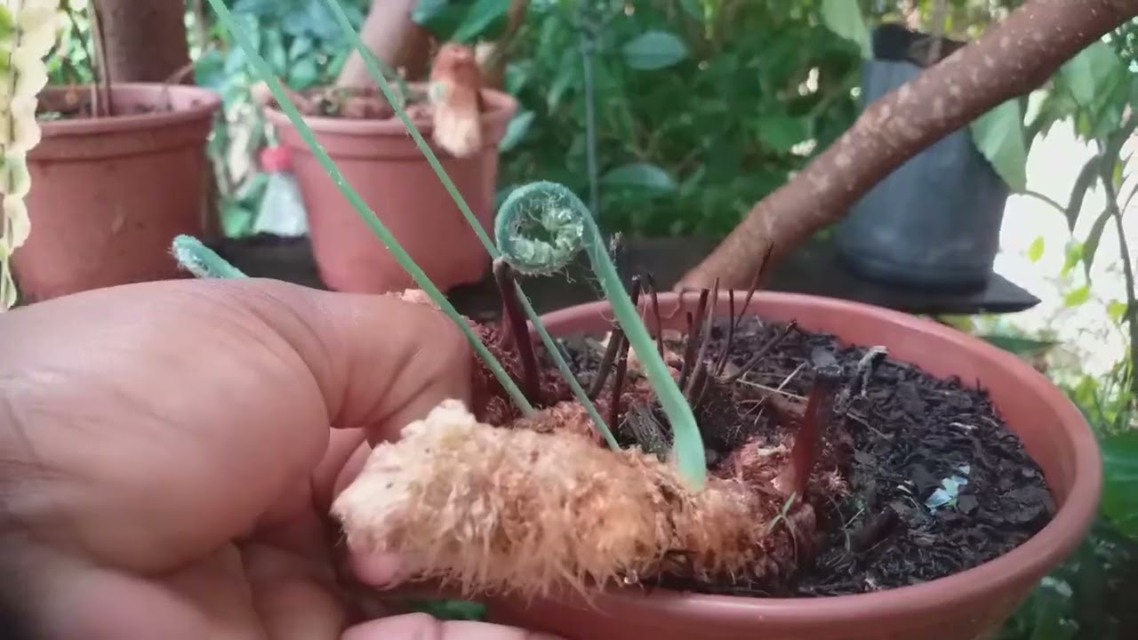 Belíssima plantas vem comigo