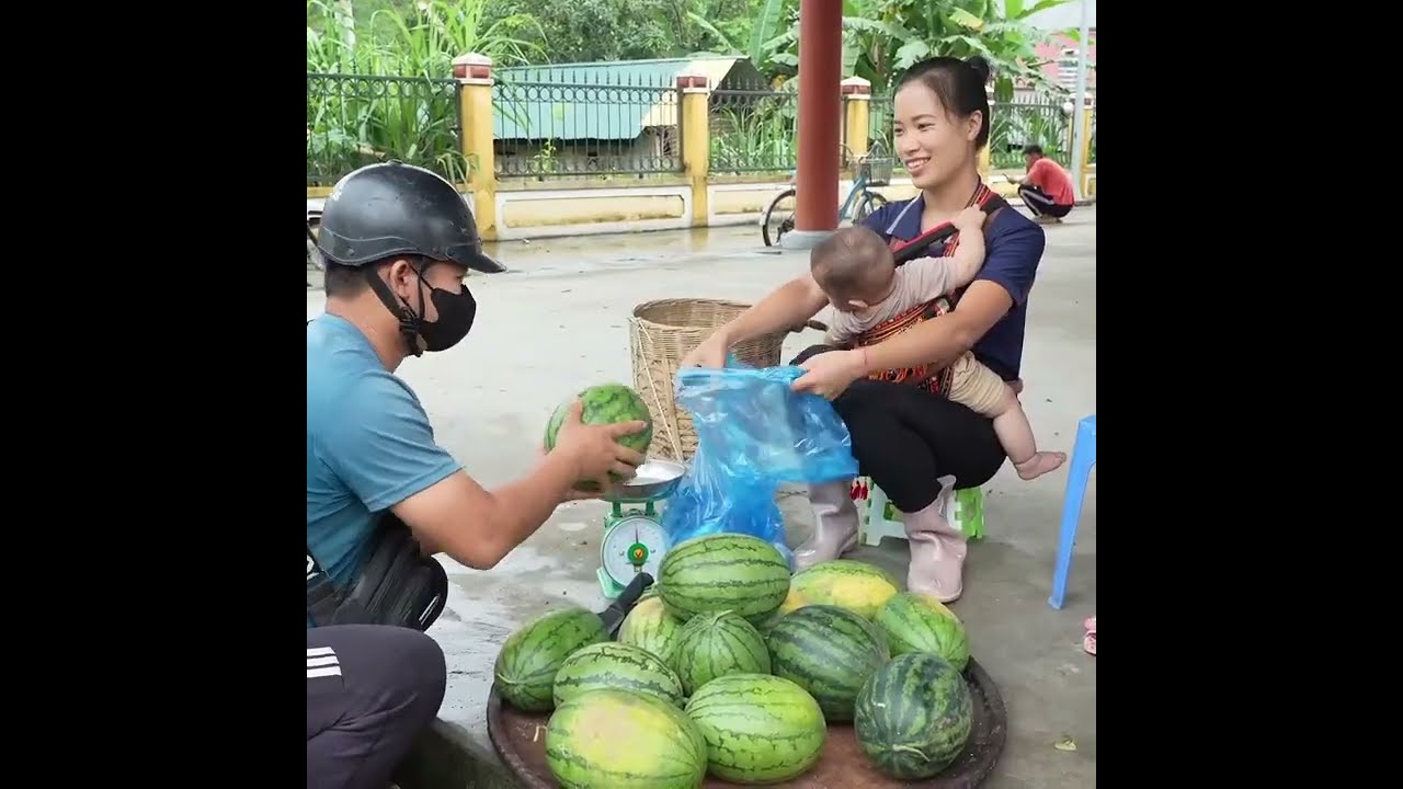 Watermelon Harvest, Market Selling & Meat Cooking
