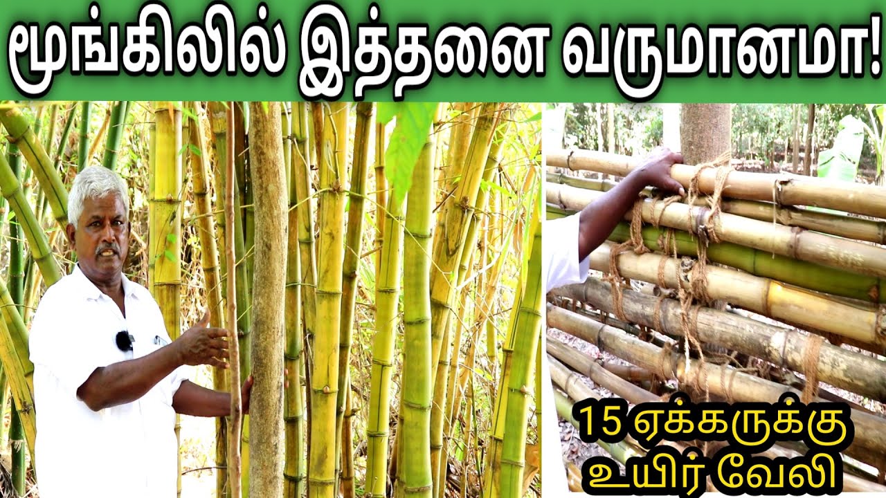 15 ஏக்கருக்கும் மூங்கிலில் உயிர் வேலி | Value added from Bamboo | Fence for man made Forest