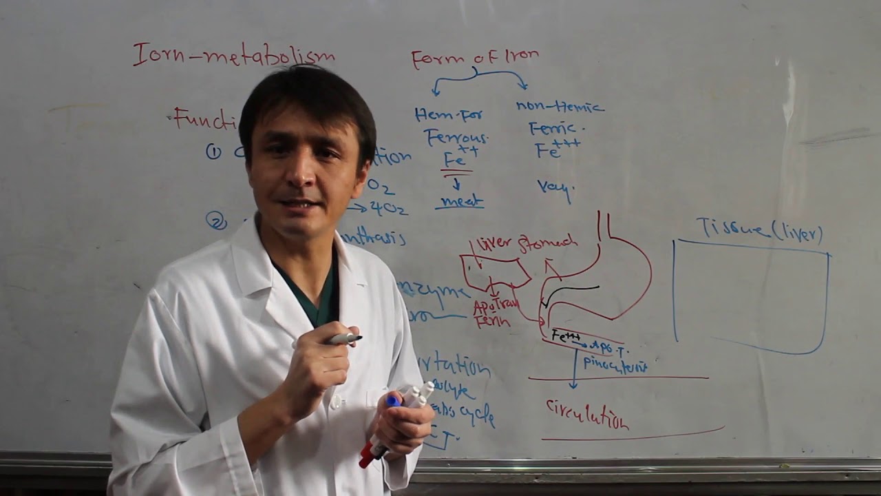 Hematology|I Iron metabolism| RBC Destruction|Lecture 7| هیماتولوژی| میتابولیزم آهن| تخریب اریتروسیت