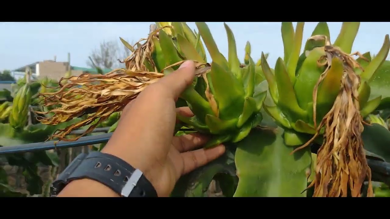 Como incentivar floracion en Pitahaya