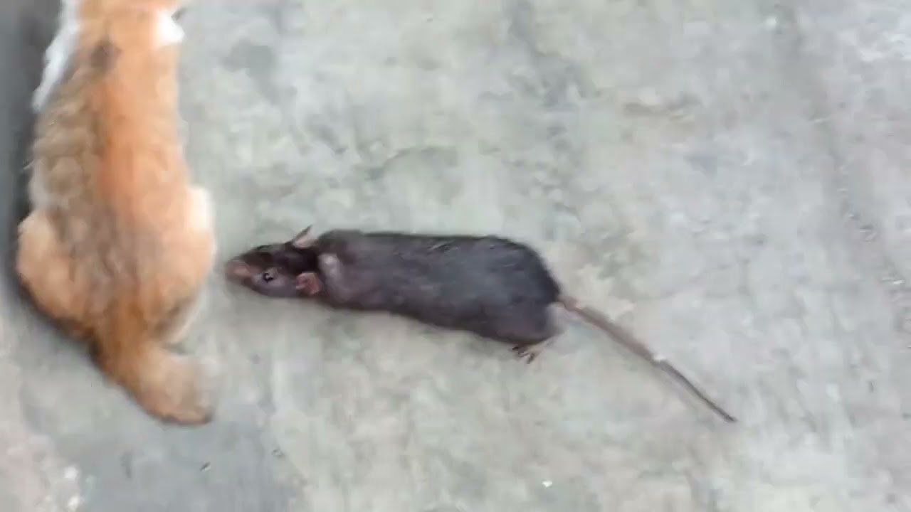 Kucing kecil panik di gangguin 4 ekor tikus got besar@benny wong1505