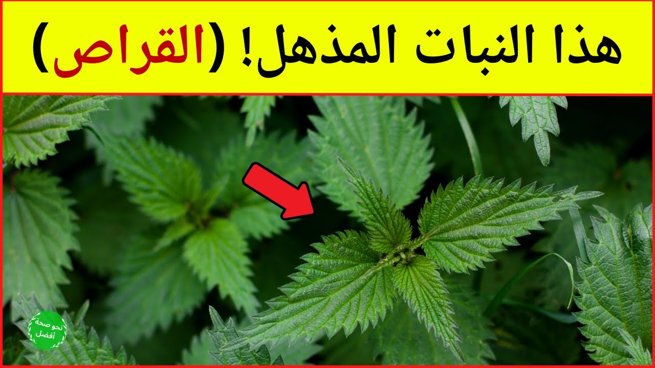 فوائد القراص - هل تعلم ماذا يحدث إذا تناولت نبتة القريص؟ 10 فوائد ستجعلك تبحث عنها!