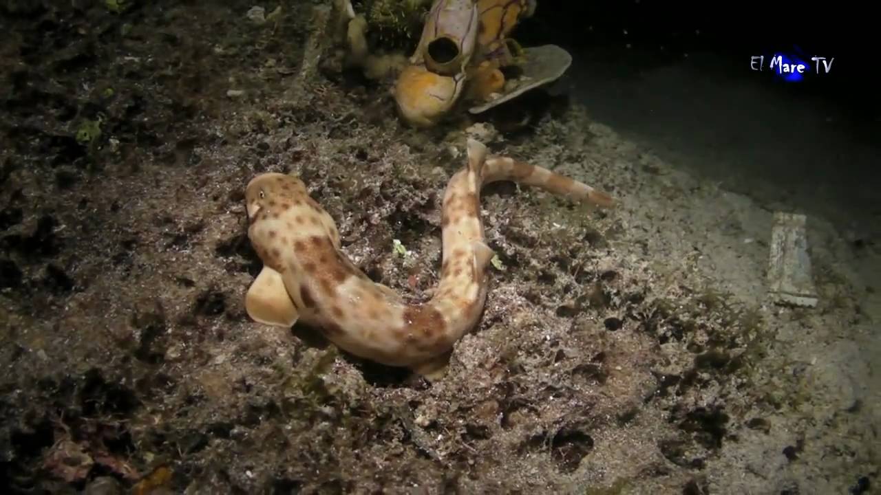 Tauchsafari auf der Amira - Raja Ampat - Teil 2