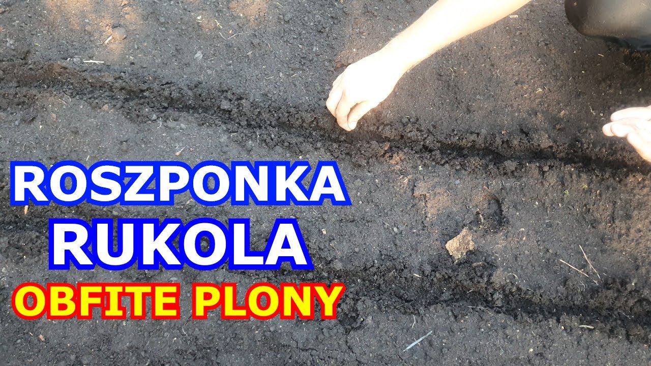 JAK SIAĆ RUKOLĘ I ROSZPONKĘ aby uzyskać Obfite Plony - Uprawa w Polsce | JAK UPRAWIAĆ WARZYWA