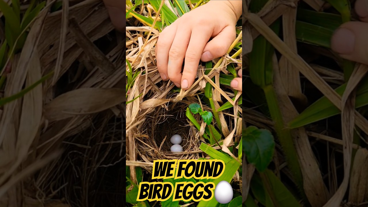 Tiny Bird Nest with Eggs &ndash; Amazon Jungle Discovery!