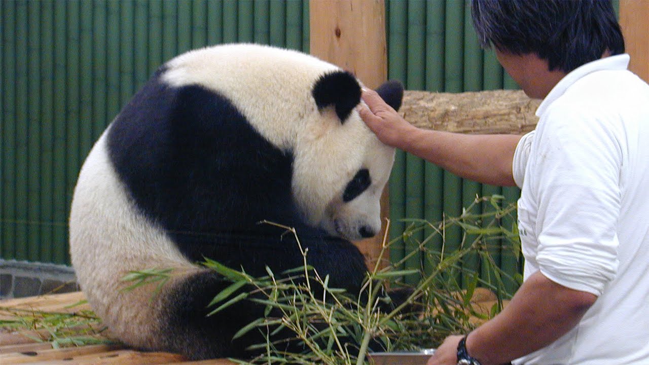 ありがとうタンタン①～でんぐり返りと木登り＆飼育員さん達【神戸市立王子動物園のジャイアントパンダ旦旦】26才のお誕生日に寄せて～Giant Panda -Tantan