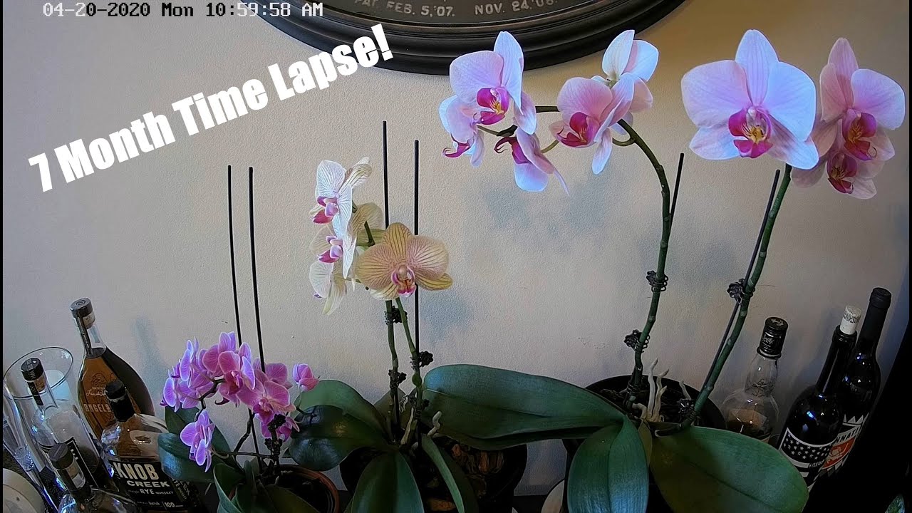 Triple Phalaenopsis Orchid Growing Spike and Blooming 7 Month Time-Lapse