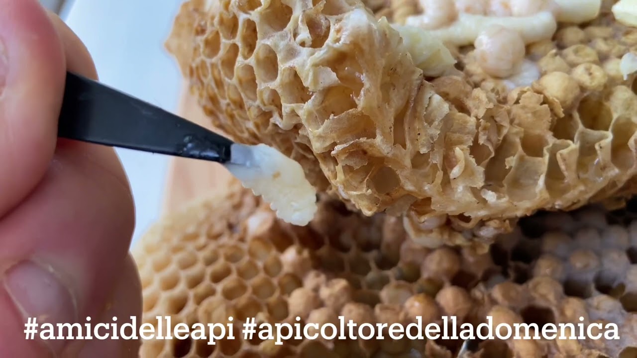 Varroa, la tecnica del telaino trappola