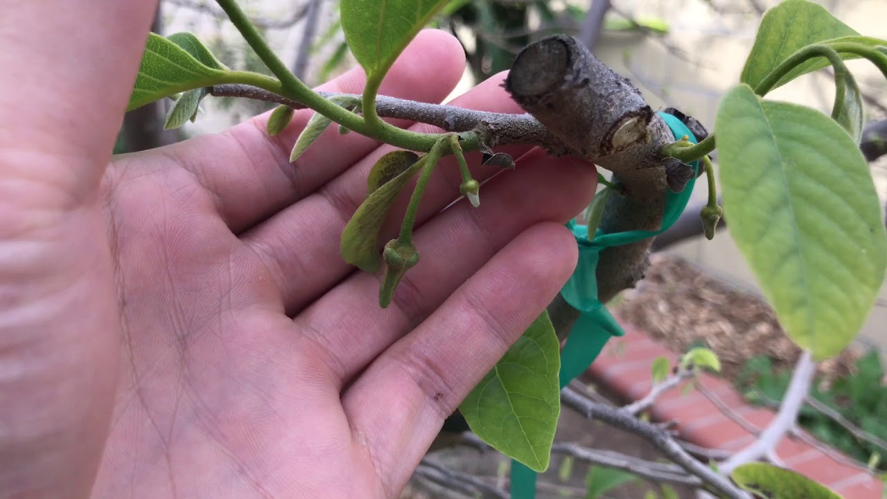 Prepping Atemoya Trees for Better Harvest
