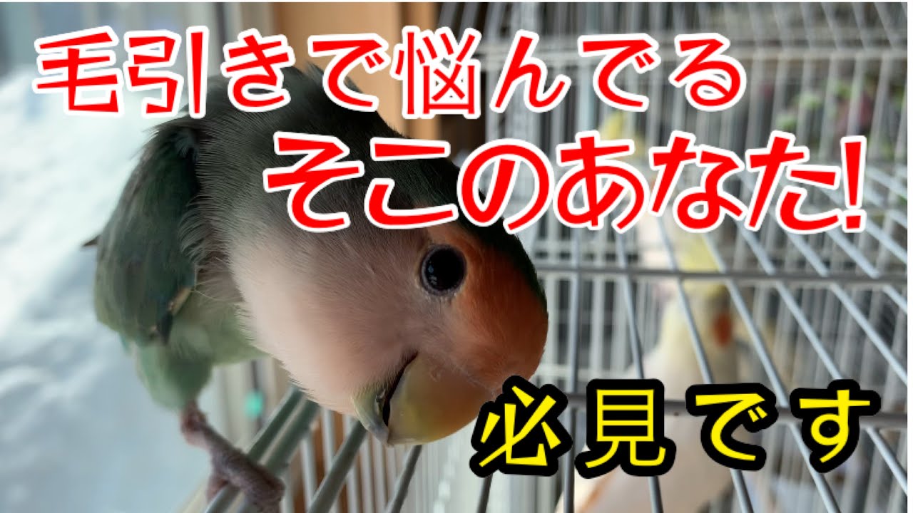 毛引きで悩んでるなら試してみて！Plucker