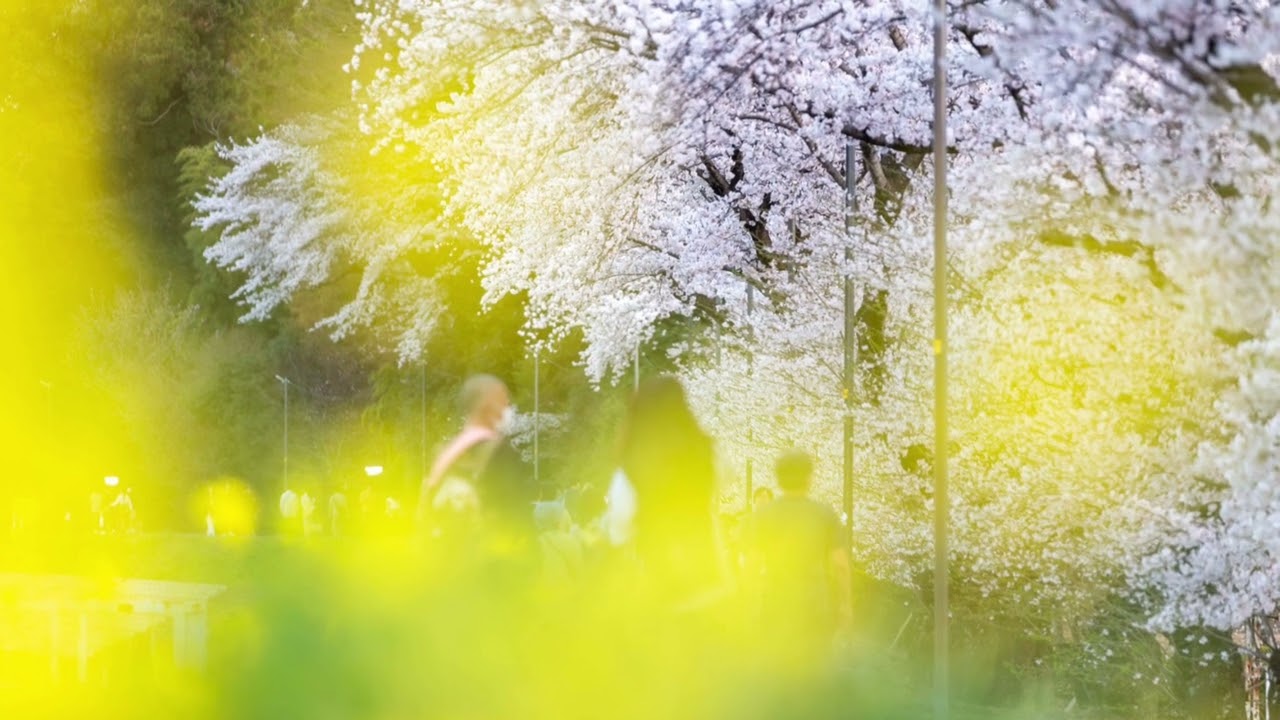 待ち遠しいですねぇ。2025壬生町東雲公園の桜まつりの様子です。