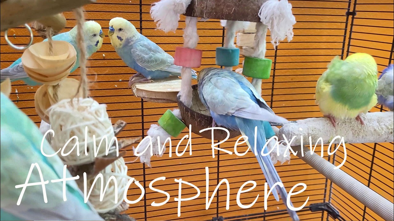7 hours in the life of our happy birds with relaxing budgie sounds