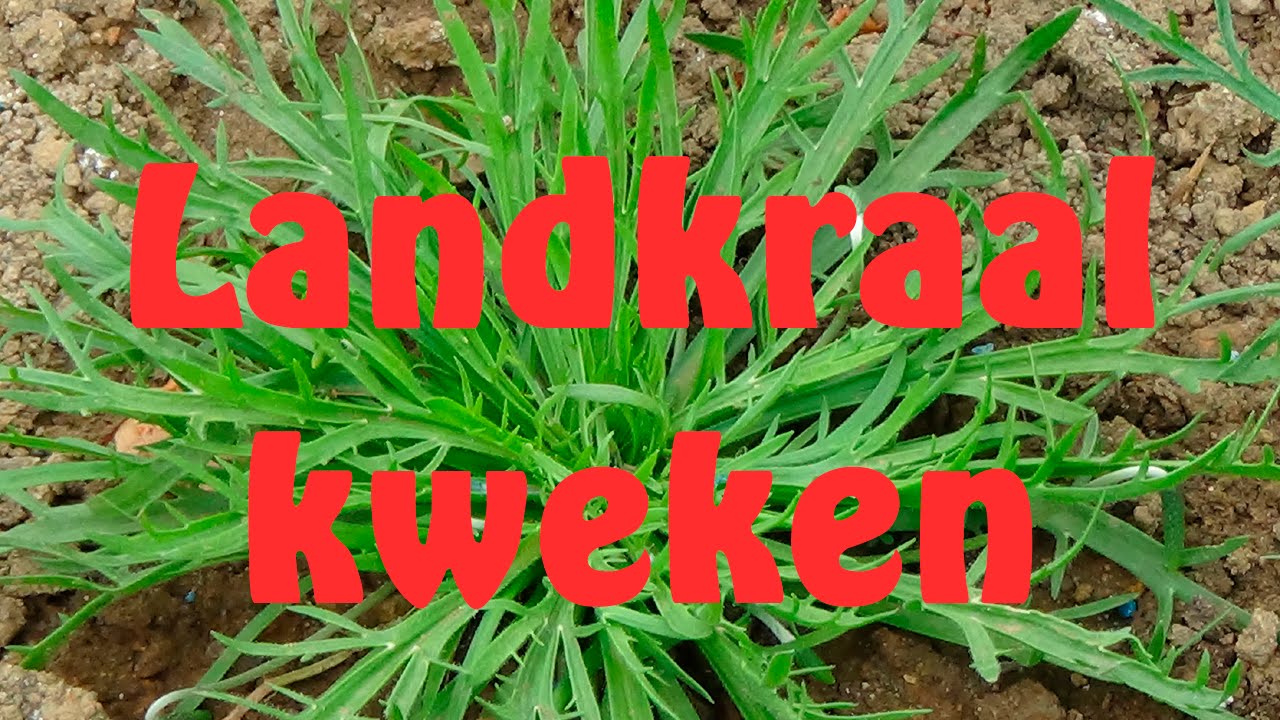 Landkraal kweken uit zaad