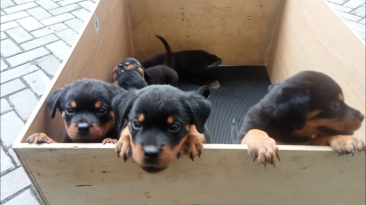 Anakan Anjing Rottweiler Saat Dijemur Kangen Yang Ngerawatnya, Karena Libur Lama #anjingrottweiler 