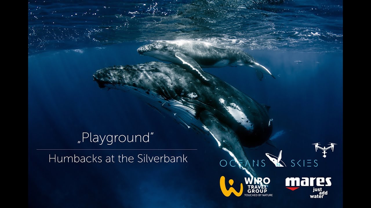 Playground | Humpbacks at the Silver Bank | Oceans & Skies 2023