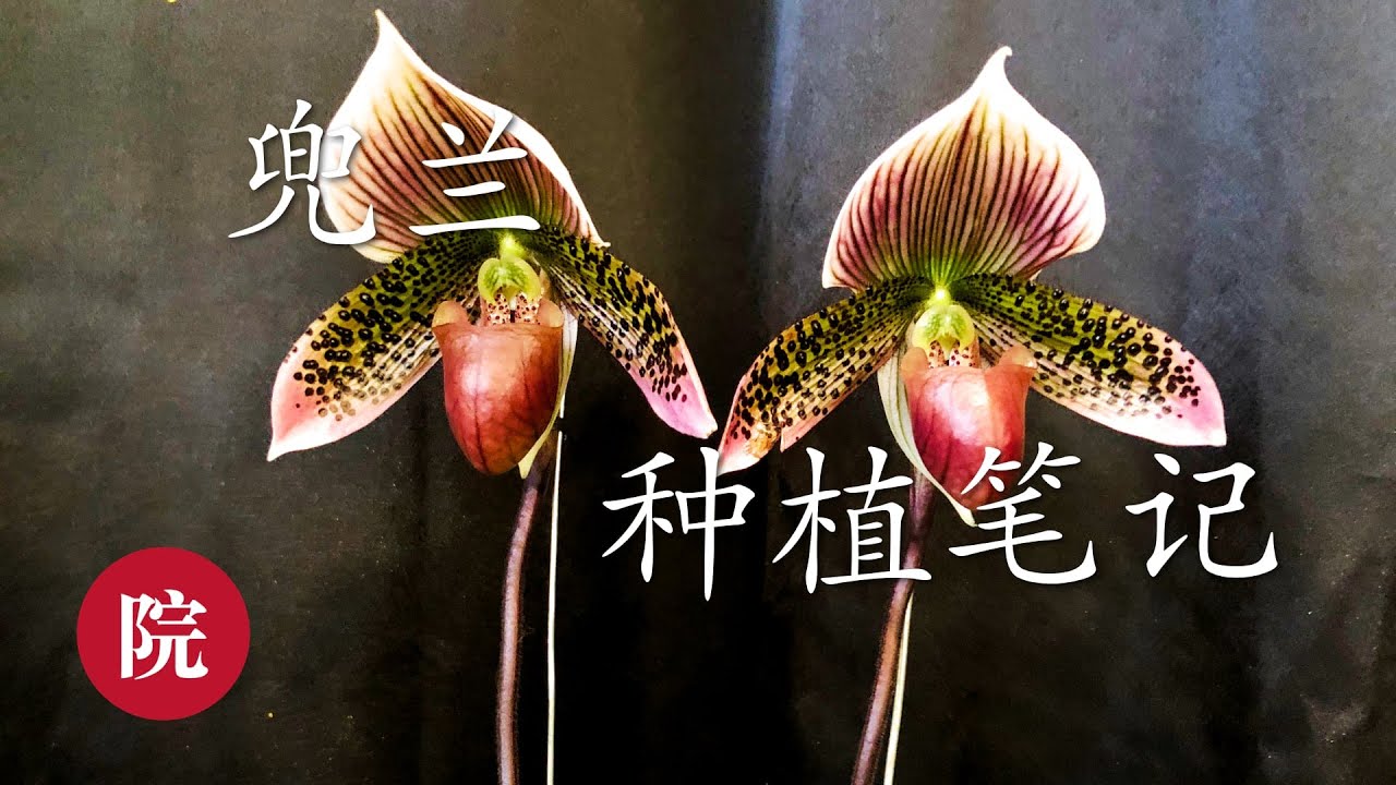 【彬彬有院】花 •421兜兰种植学习笔记