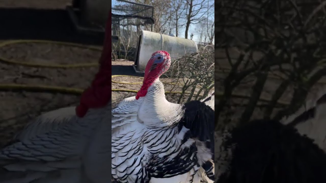 WoodysVeiligeHaven is live