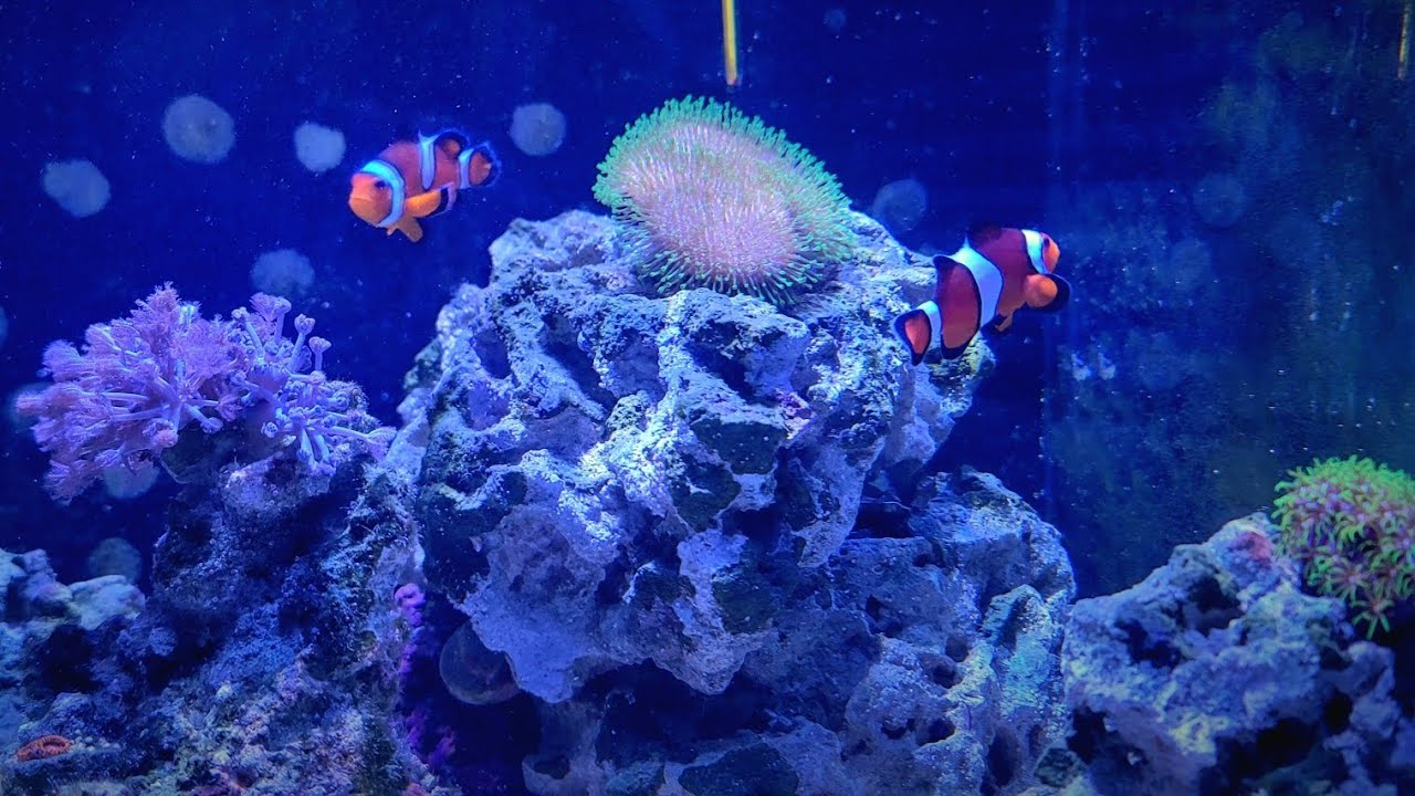 Fixing a Major Salt Water Algae Outbreak | The Dreaded Red Slime Algae