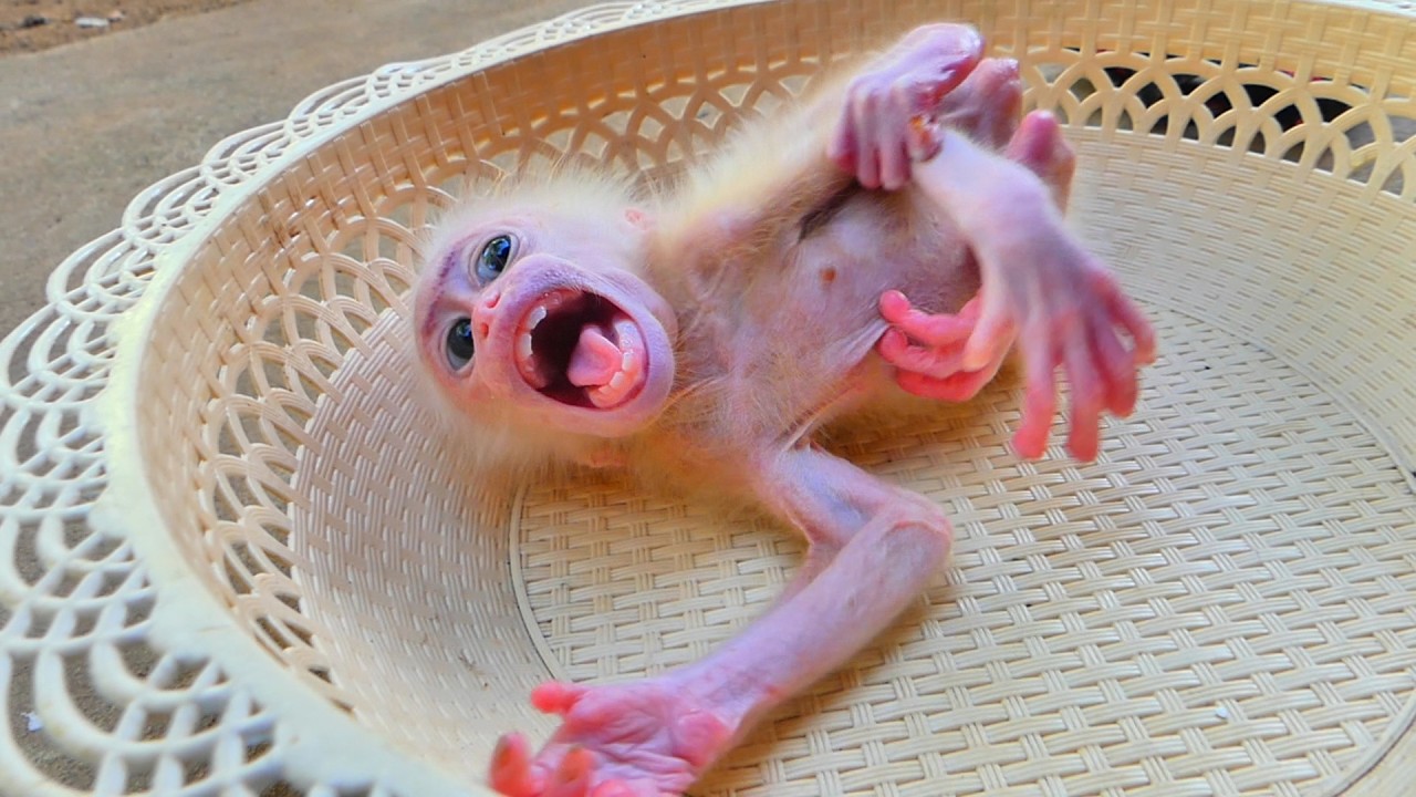 The baby monkey is angry with its mother and is hungry for milk.