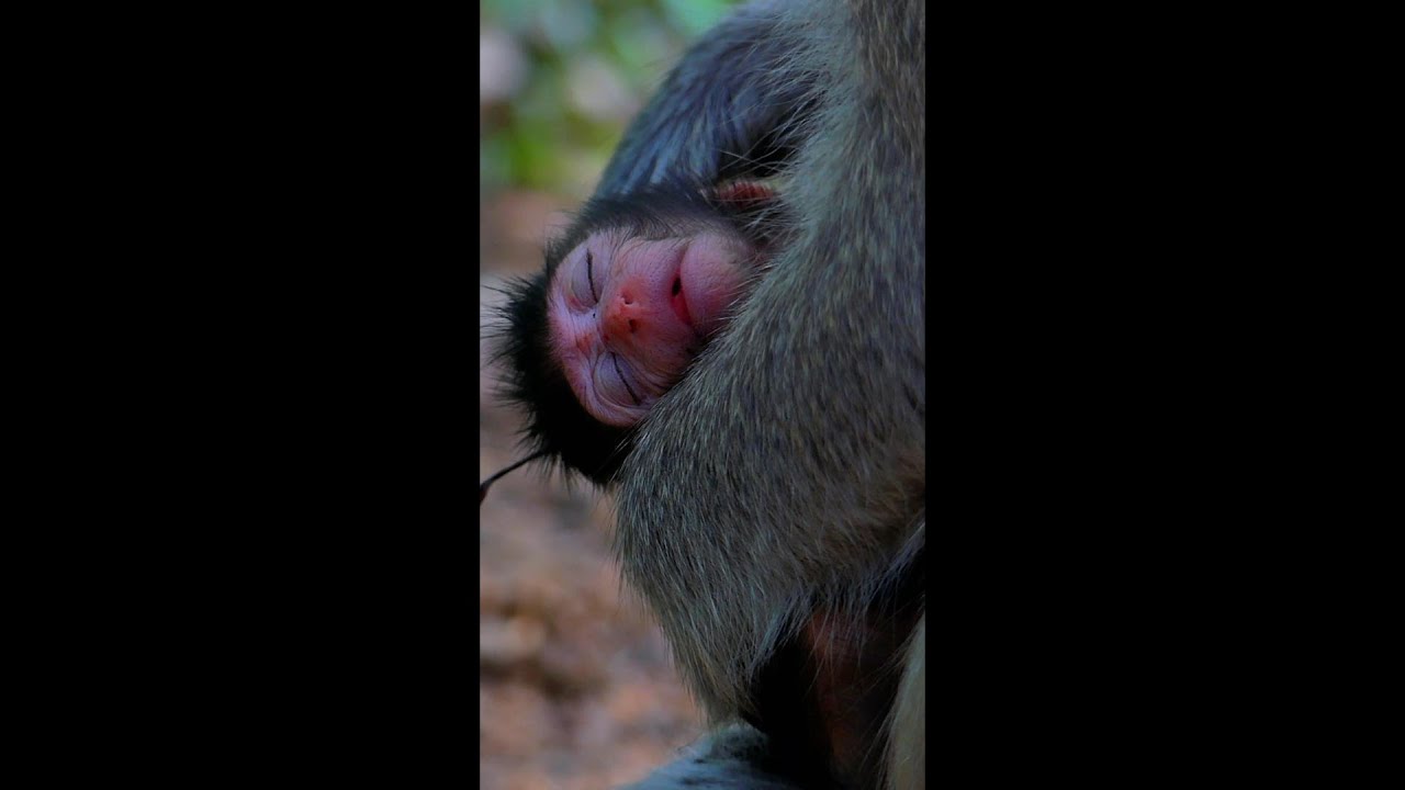 Too Cute! Adorable Monkey Moment Caught on Camera, @5starmonkeys
