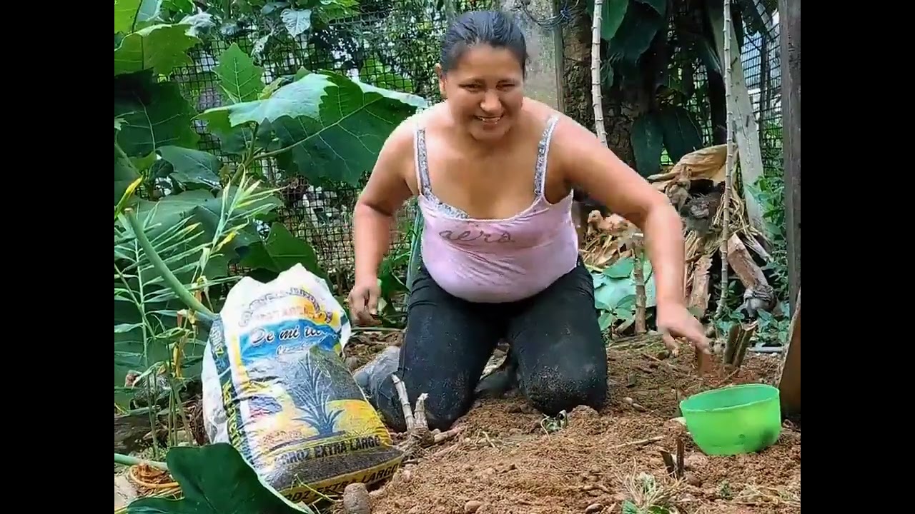 Erika mujer shuar .. Siembra PAPA CHINA con abono 100% orgánico