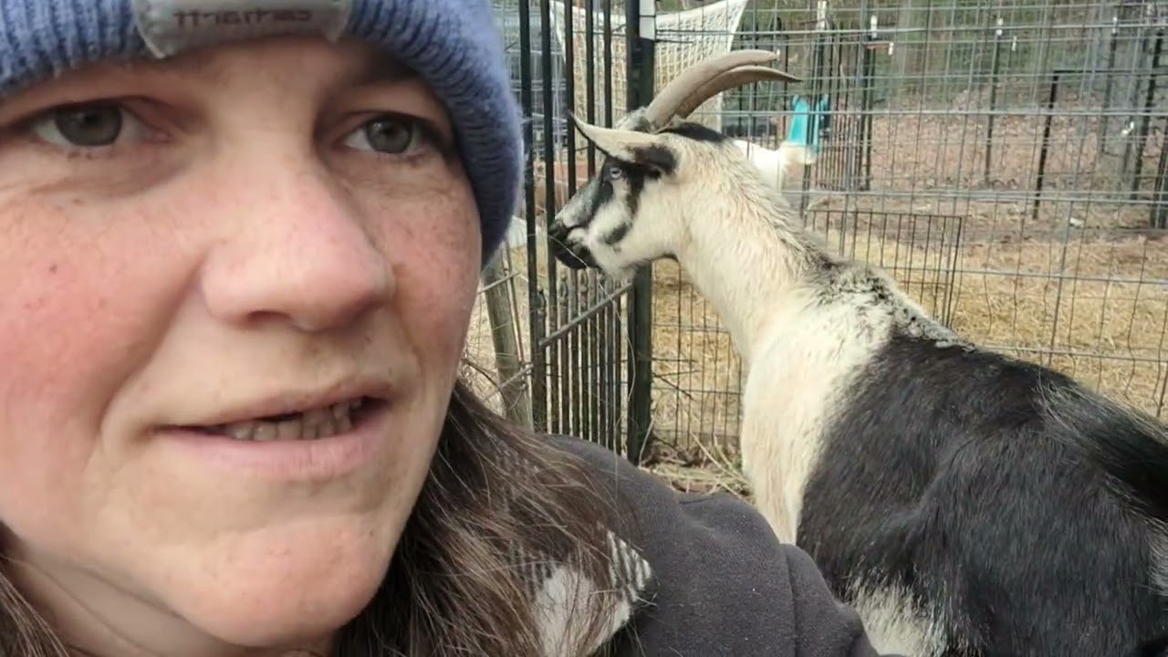 Just another day on the homestead and naming the new goat.