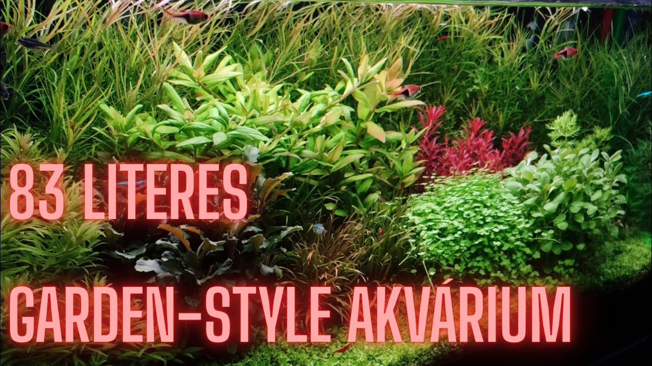 Minden titok a 83 literes "Garden-Style" akváriumomról!