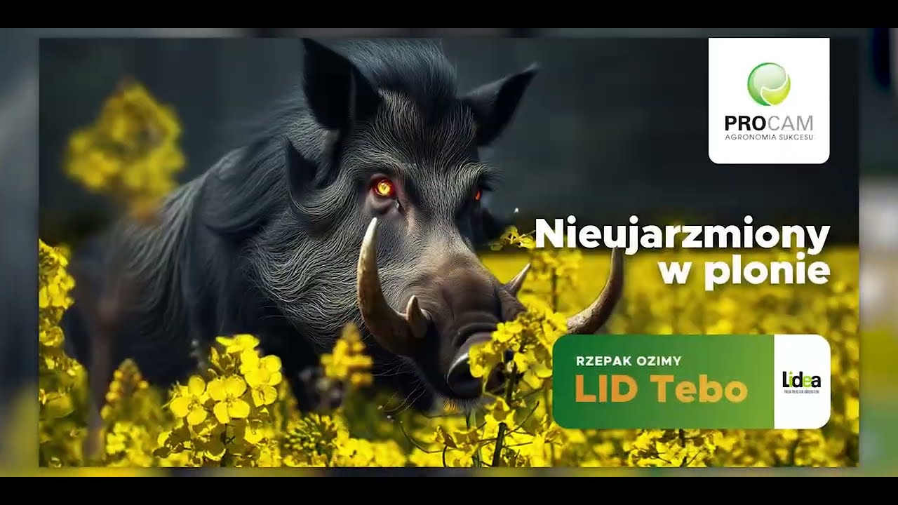 🎬 Nowość! Poznaj moc LID TEBO - rzepak ozimy. #procam #rzepak2025 #rolnictwo