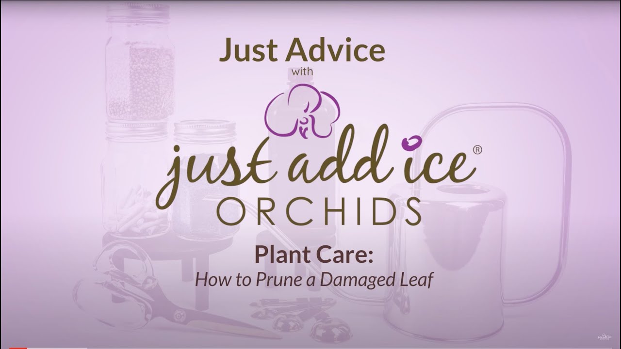 Plant Care: How to Trim Dead or Damaged Leaves