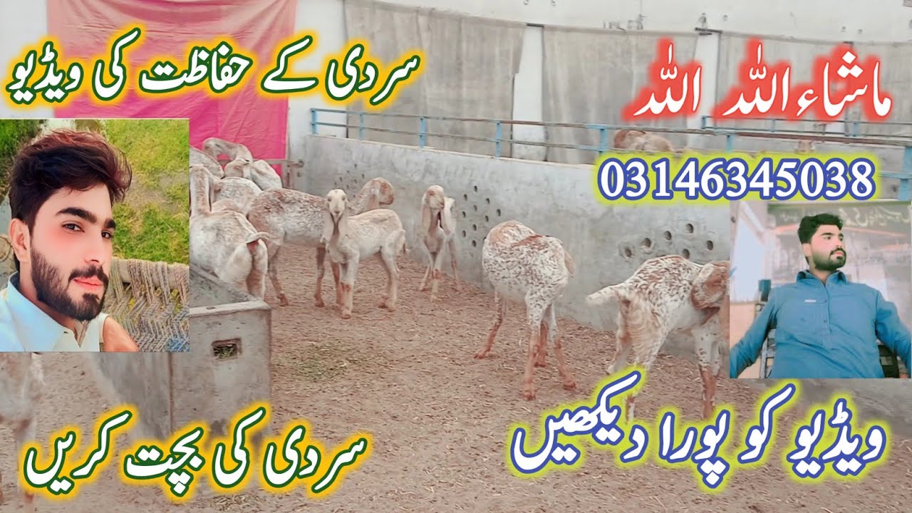Goat Farming in Pakistan | سردیوں میں بکریاں پالنے کا زبردست طریقہ |Winter Goat Farming Secrets