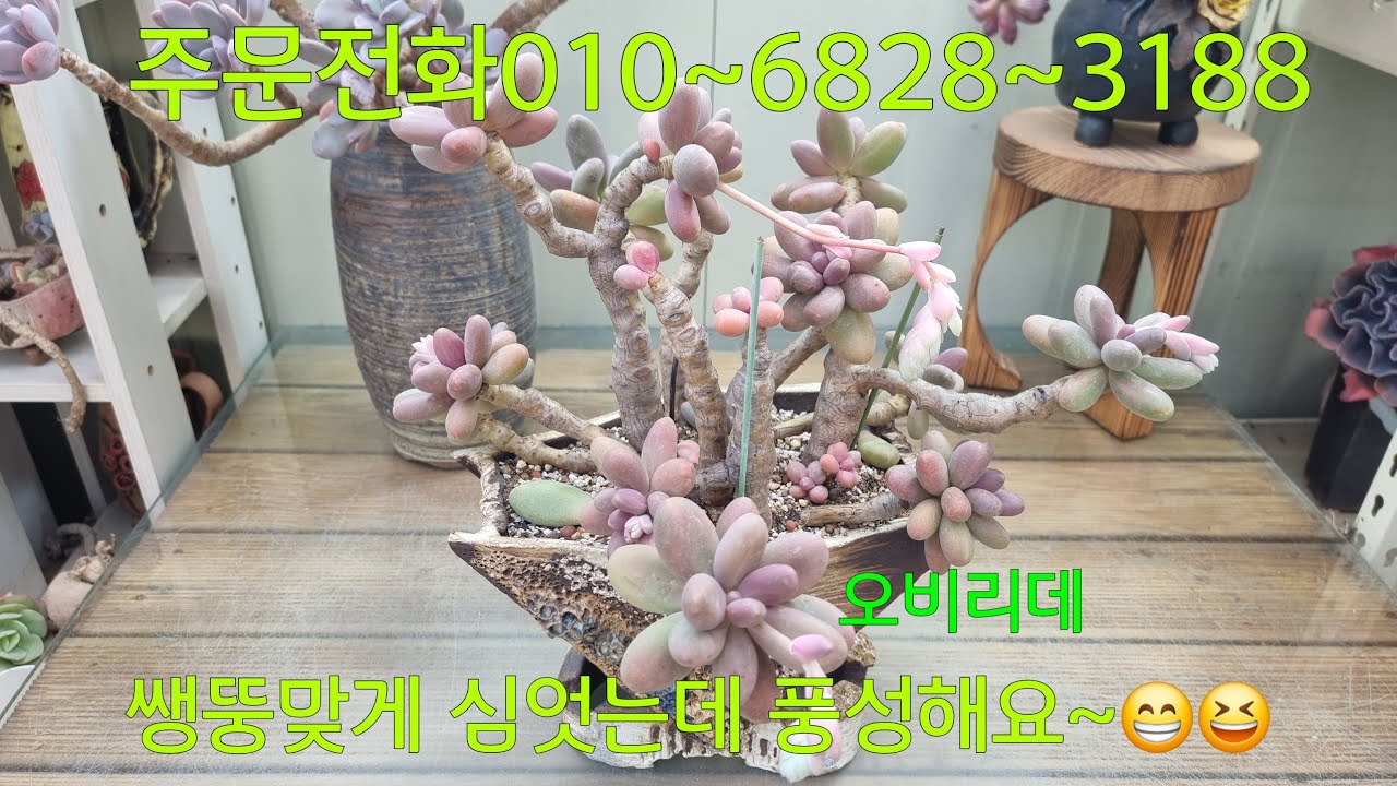 (26.2.19.금)잎장이 미어터지는 오비리데~😁😆