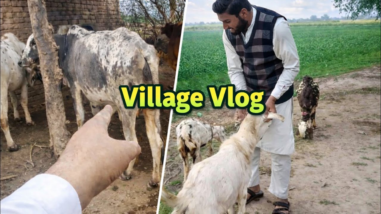 Cow Baby Is No More 😞 || Village Vlog