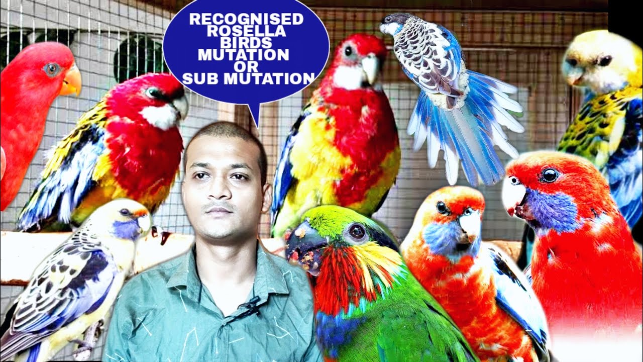 Rosella Birds Wild Recognise Mutations Or Sub Mutations II Rosella Birds Full Information