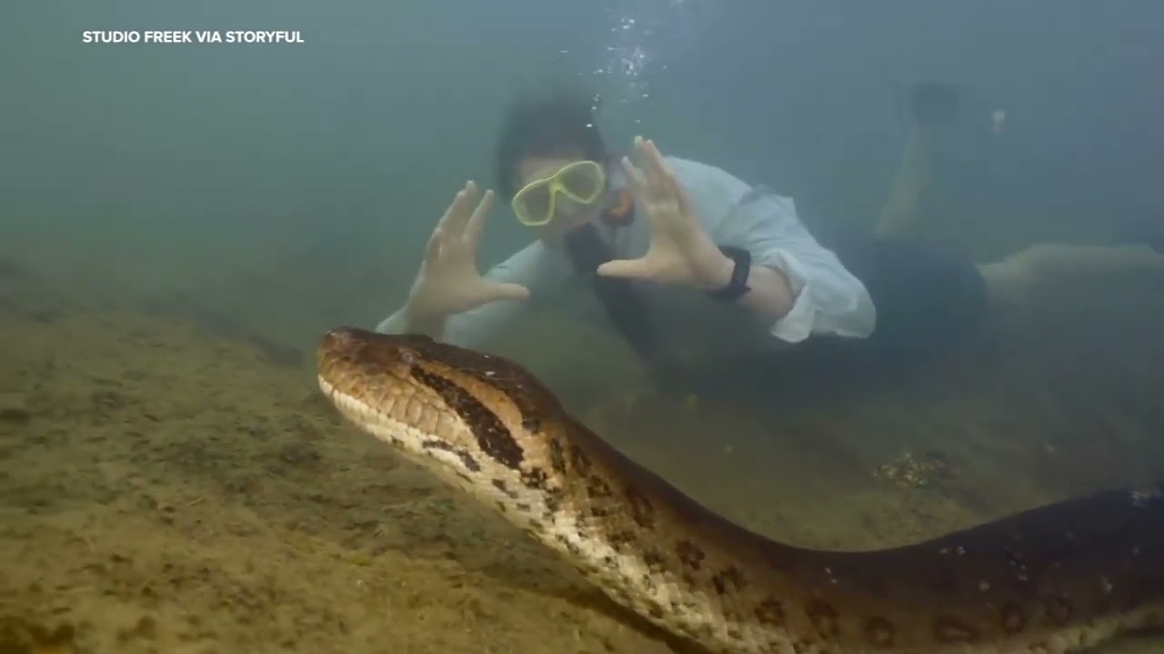 Scientists discover new species of anaconda in the Amazon