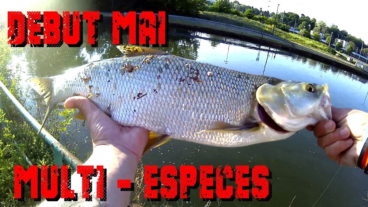 STREETFISHING - QUE LA FETE COMMENCE !