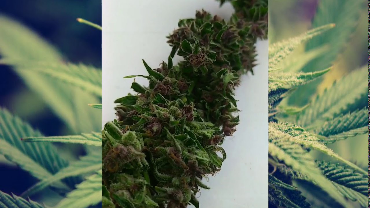 Summer Grow Harvest Bud 2020 - Wedding Cake Looking Good - Wet Trim
