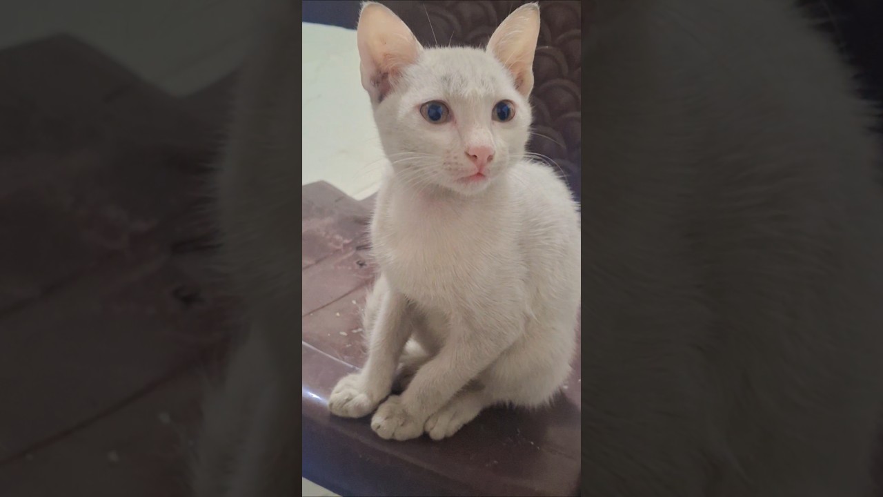 My white cat laughing 