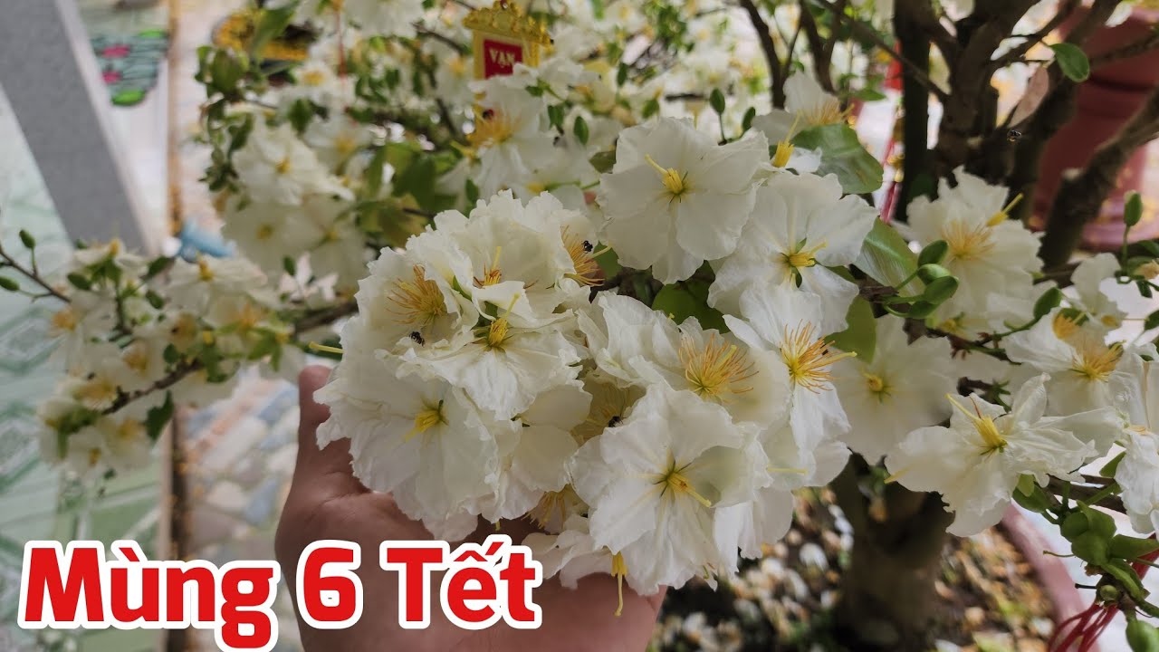 Mùng 6 Tết - Các Giống Mai Nở Hoa