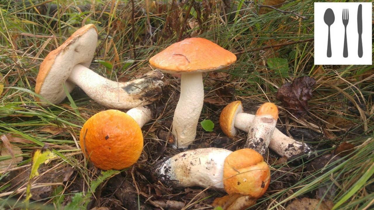 Koźlarz czerwony (Leccinum aurantiacum) Jaworzno 02.09.2017
